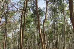 Al cierre de la negociación, FDS Cultivo Florestal será dueño de 5,3 millones de metros cúbicos de bosques de eucalipto / Pixabay
