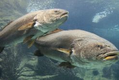 Esta especie se declaró en peligro de extinción en 1975. / Crédito: Animalia.bio.