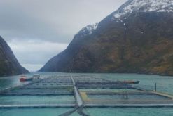 Pesquera Yadran cultiva y procesa productos frescos de salmón del Atlántico./ Tomada de la página de la empresa en Canva.