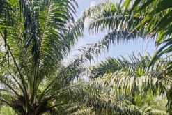 Grupo Agronegocios Sustentables del Trópico se dedica al cultivo, mantenimiento y cosecha y extracción aceite del fruto de la palma africana en el estado de Chiapas, en el sureste de México./ Tomada de la cuenta de la empresa en Linkedin.