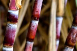 La negociación incluye la planta Caarapó, la transferencia de caña de azúcar y los contratos de Raízen con proveedores vinculados a esta unidad./ Foto: Raizen.