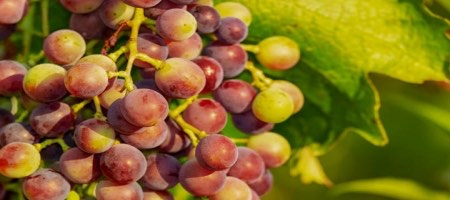 Los primeros viñedos de Bodegas del Fin del Mundo fueron plantados en 1999 / Pixabay 