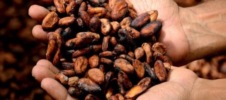 El proyecto agroindustrial de cacao se desarrolla en zonas rurales de Colombia / Pixabay