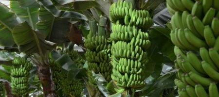 Trilex provee plástico a la industria del banano en Ecuador / Fotolia