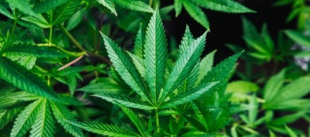 Empresas producirán cannabis medidinal en Paraguay a partir de semillas importadas / Unplash