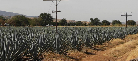 El tequila se produce a partir de la planta de Agave / Tomada de José Cuervo - Facebook