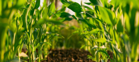 La empresa ofrece soluciones para la protección y nutrición vegetal de los cultivos agrícolas / Tomado de Steven Weeks, Unsplash. 