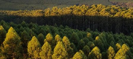 Las plantaciones forestales de eucaliptus y pino objeto objeto de la transacción ocupan aproximadamente 85.000 hectáreas útiles./ Tomada de la página de Klabin en Facebook.