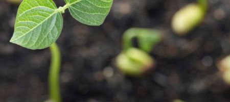 Advanta desarrolla semillas con biogenética / Canva