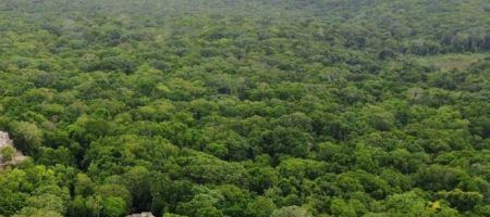 Paraguay fortalece su marco forestal y lanza incentivos fiscales y una nueva estrategia legal para el sector./ Unsplash, Pau de Valencia.