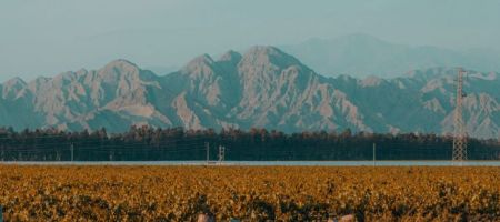 En 2024, mipymes peruanas vendieron al exterior especialmente productos agrícolas como palta, uvas, mango y jengibre./ Unsplash, Marian G Ruggiero.