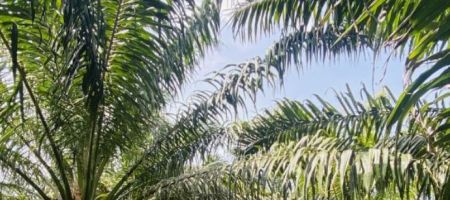 Grupo Agronegocios Sustentables del Trópico se dedica al cultivo, mantenimiento y cosecha y extracción aceite del fruto de la palma africana en el estado de Chiapas, en el sureste de México./ Tomada de la cuenta de la empresa en Linkedin.