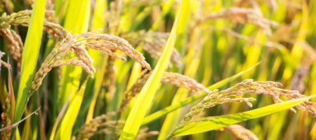 Guyer & Regules asesora en cuarto fideicomiso para productores de arroz