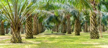 Banco Agromercantil de Guatemala cede préstamo sindicado a productores de aceite de palma