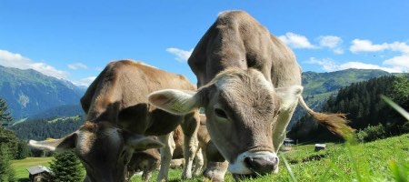 Candido y Demarest intervienen en adquisición de Casa da Vaca por Aqua Capital