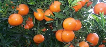 Peruana Camposol compra sembradíos de mandarinas de Citrícola Salteña en Uruguay