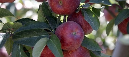 Favorita Fruit Company Group obtiene préstamo por USD 102 millones